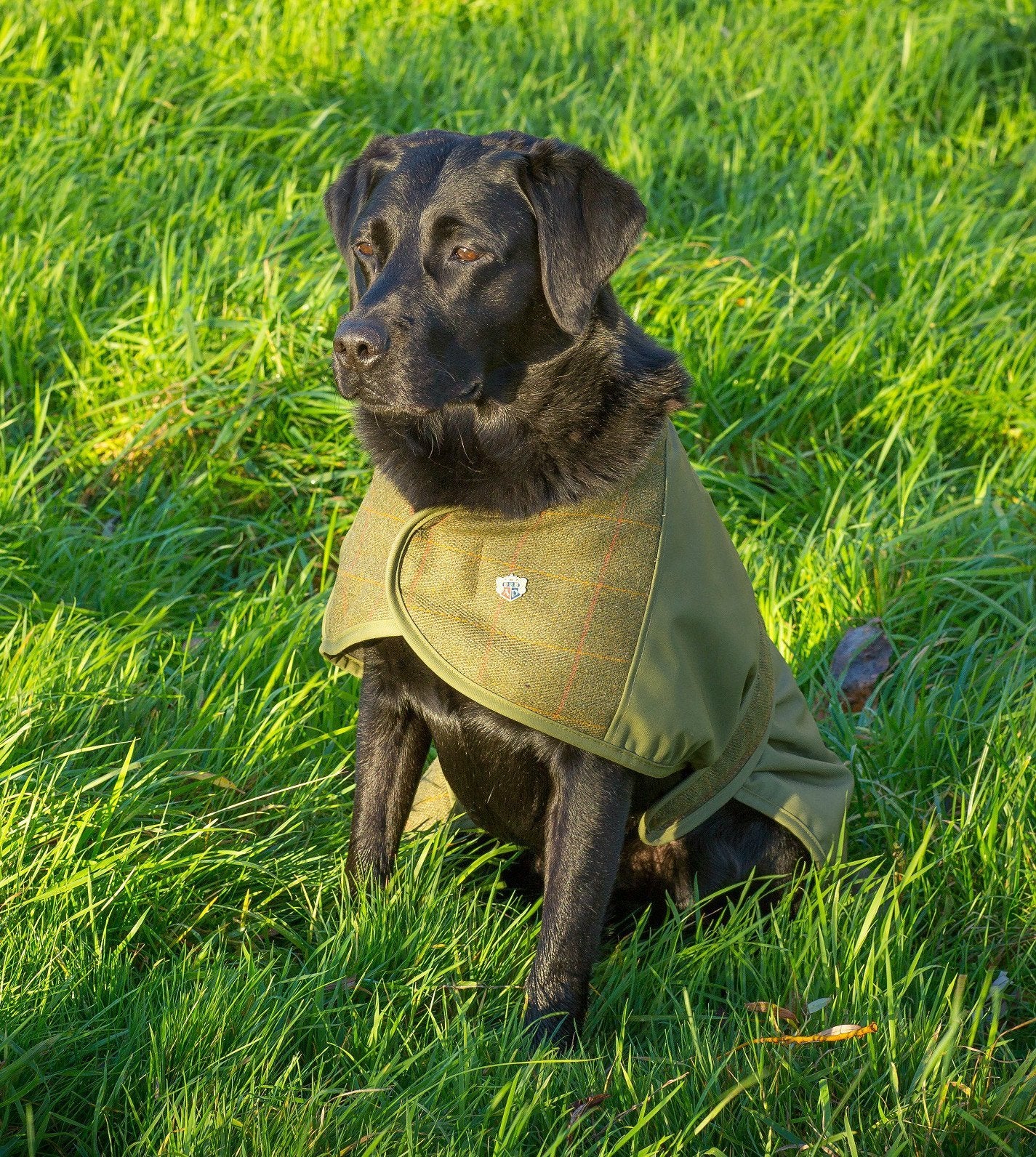 tweed-dog-coat