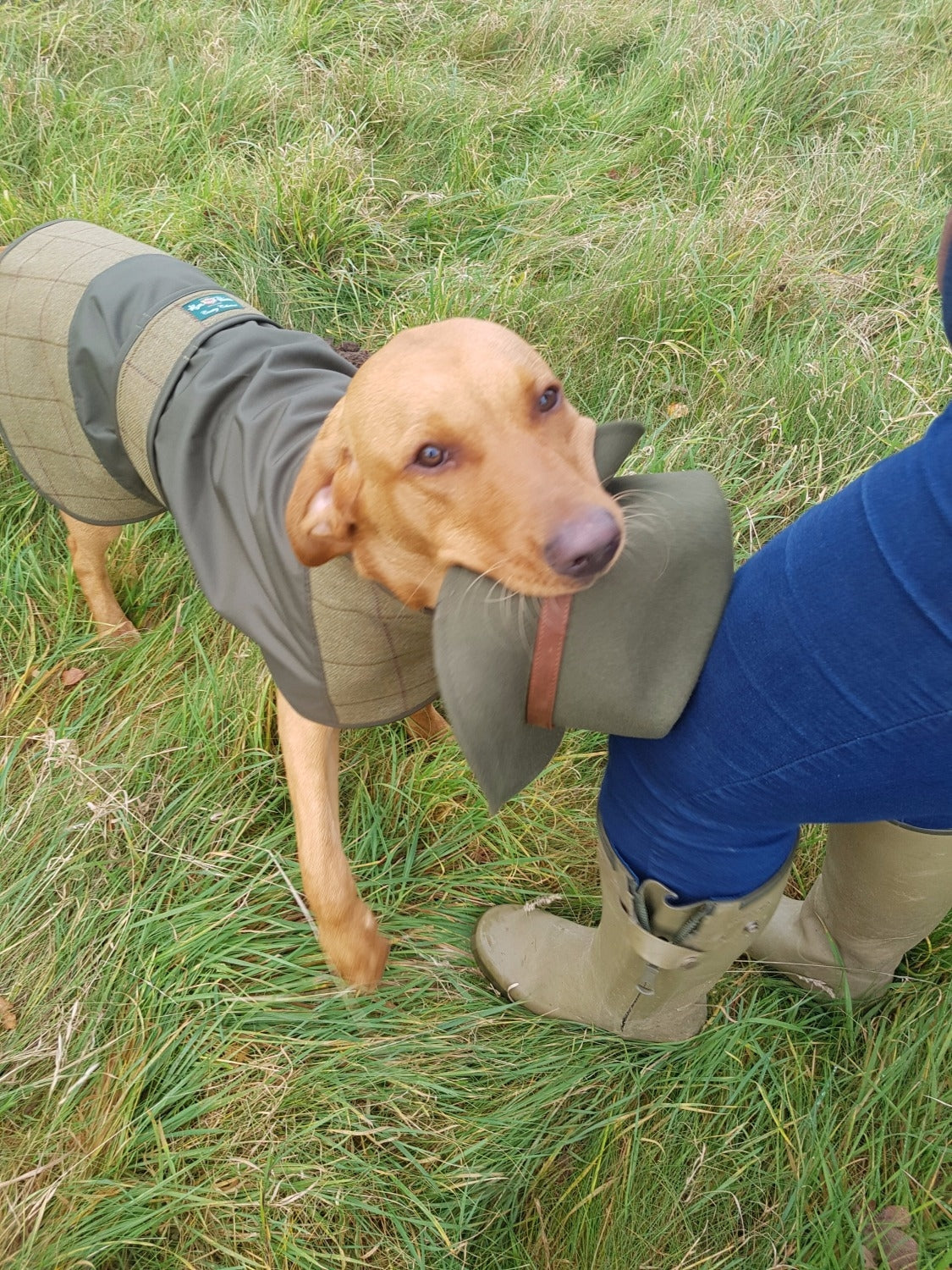 tweed-dog-coat